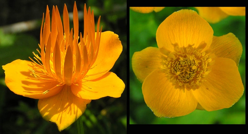 Image of genus Trollius specimen.