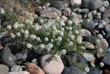 Lobularia maritima