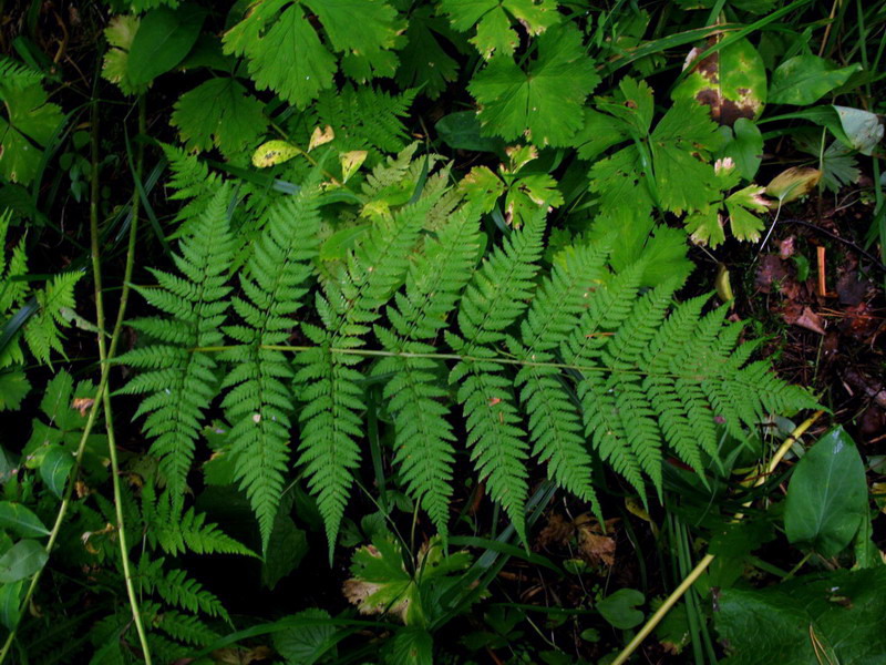 Image of Dryopteris dilatata specimen.