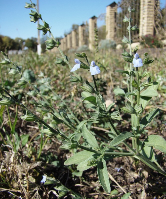 Image of Salvia reflexa specimen.