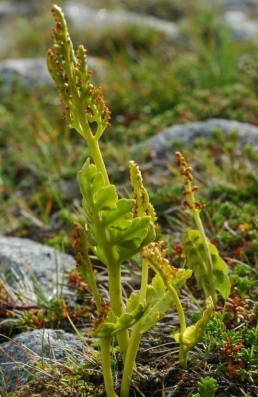 Image of Botrychium boreale specimen.