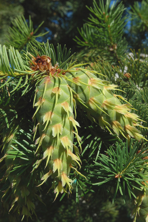 Изображение особи Pseudotsuga menziesii.