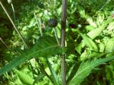 Cirsium heterophyllum