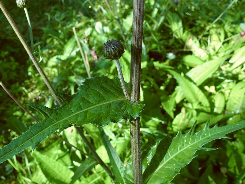 Изображение особи Cirsium heterophyllum.