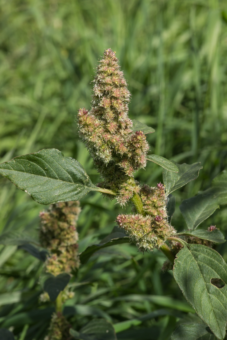 Изображение особи Amaranthus retroflexus.