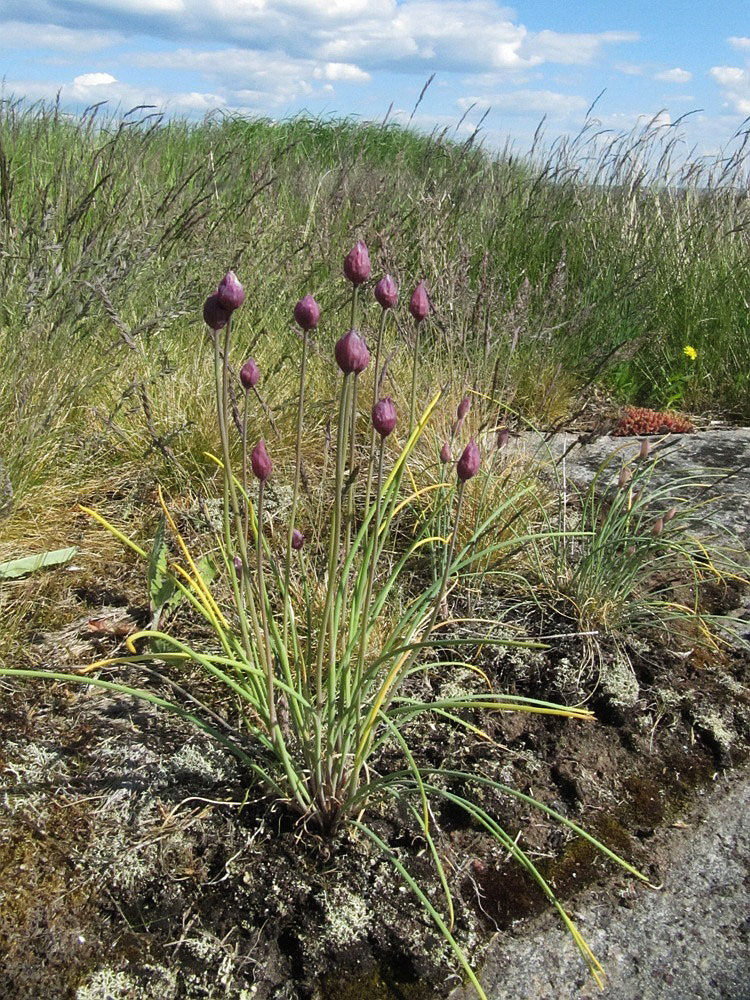 Image of Allium schoenoprasum specimen.