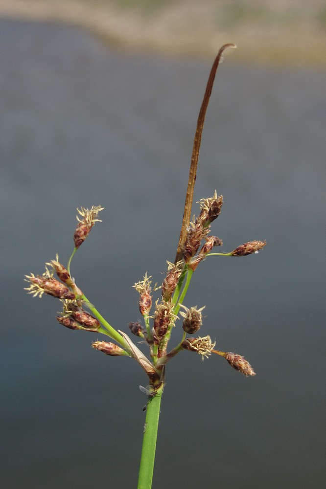 Изображение особи Schoenoplectus litoralis.