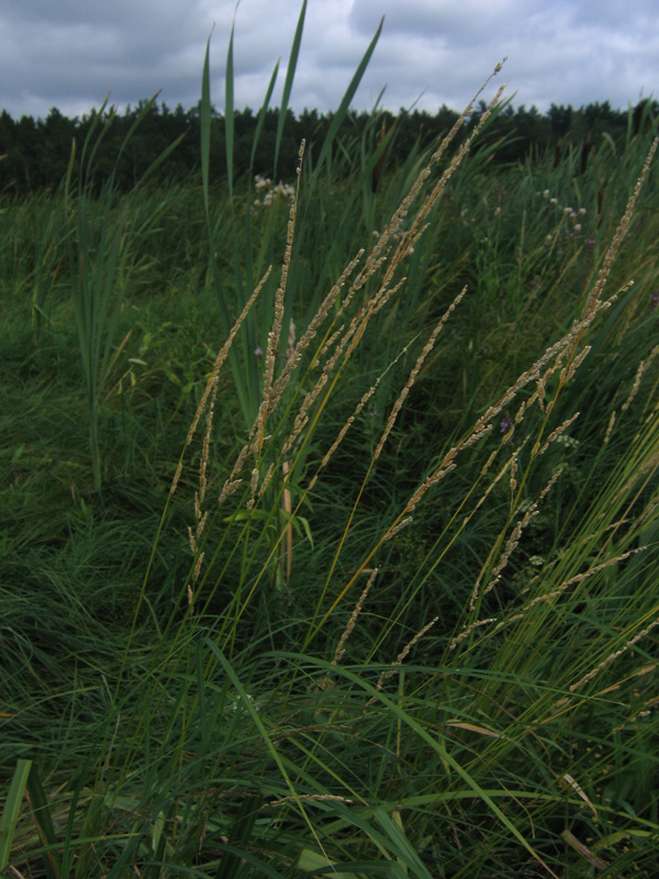 Image of Beckmannia eruciformis specimen.