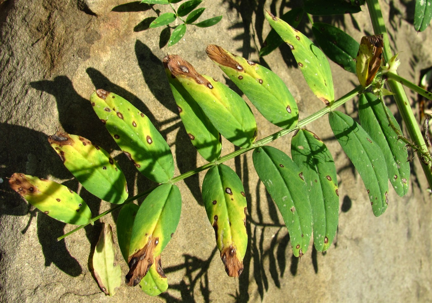 Изображение особи Galega officinalis.