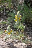 Phlomoides speciosa. Цветущее растение. Южный Казахстан, горы Алатау (Даубаба), Западное ущелье. 19.05.2014.