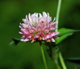 Trifolium hybridum. Соцветие с клещом на лепестке. Московская обл., Раменский р-н, окр. ж.-д. платформы Хрипань, просека под ЛЭП. 13.08.2015.