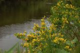 Chamaecytisus ruthenicus