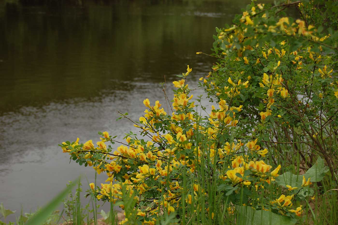 Изображение особи Chamaecytisus ruthenicus.