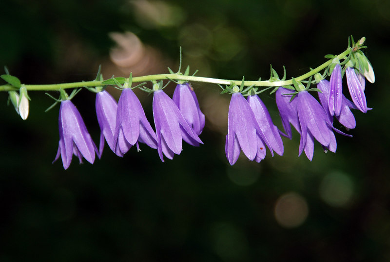 Image of Campanula rapunculoides specimen.
