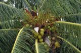 Cocos nucifera. Плоды разной степени зрелости и основания листьев. Андаманские острова, остров Хейвлок, песчаный пляж. 30.12.2014.