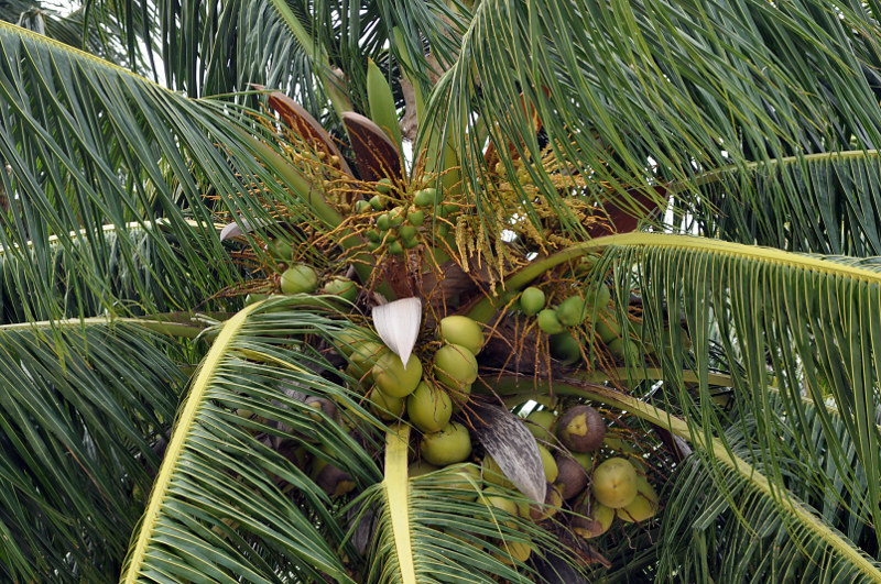 Изображение особи Cocos nucifera.