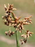 Schoenoplectus lacustris