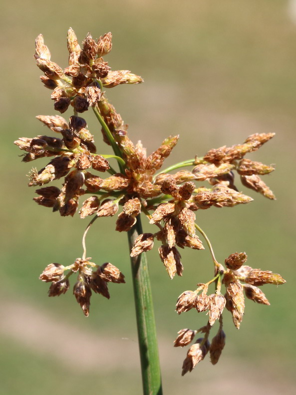 Изображение особи Schoenoplectus lacustris.