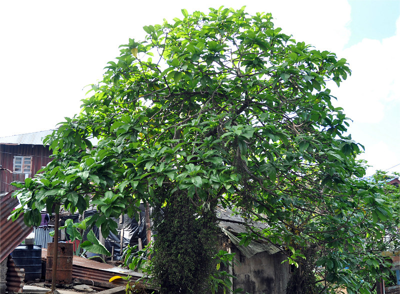 Изображение особи Ficus hispida.