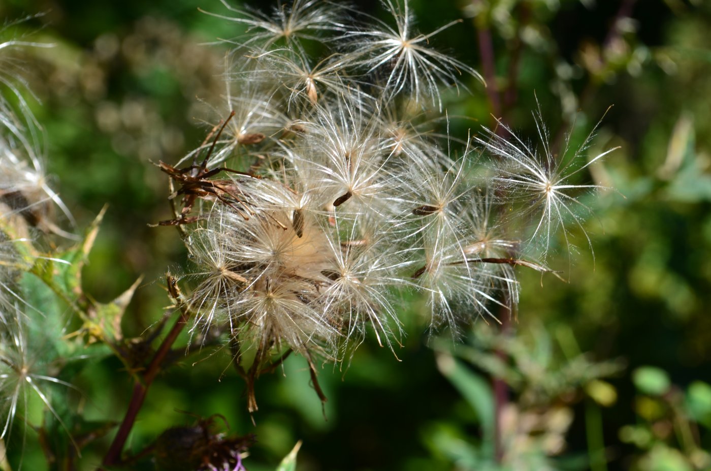 Image of genus Cirsium specimen.