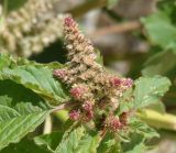 Amaranthus retroflexus