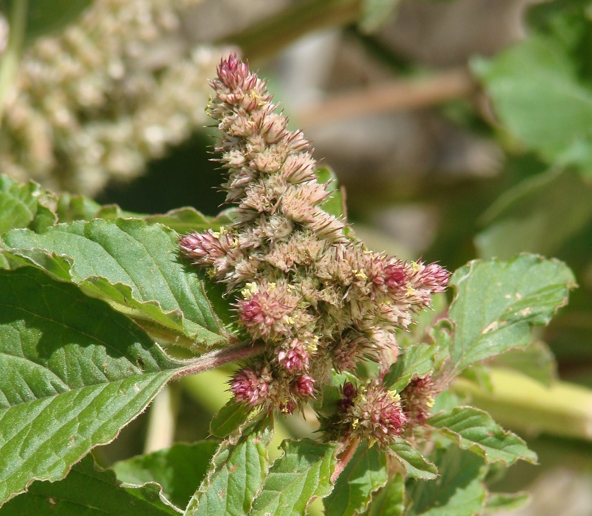 Image of Amaranthus retroflexus specimen.