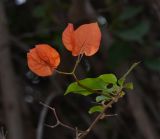 genus Bougainvillea