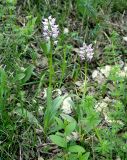 Orchis simia. Цветущие растения. Крым, Бахчисарайский р-н, на юго-запад от с. Красный Мак, пещерный город. 23 апреля 2008 г.