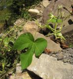 Ipomoea purpurea. Лист. Краснодарский край, Крымский р-н, окр. станицы Неберджаевская, каменистый берег р. Богого. 10.10.2015.