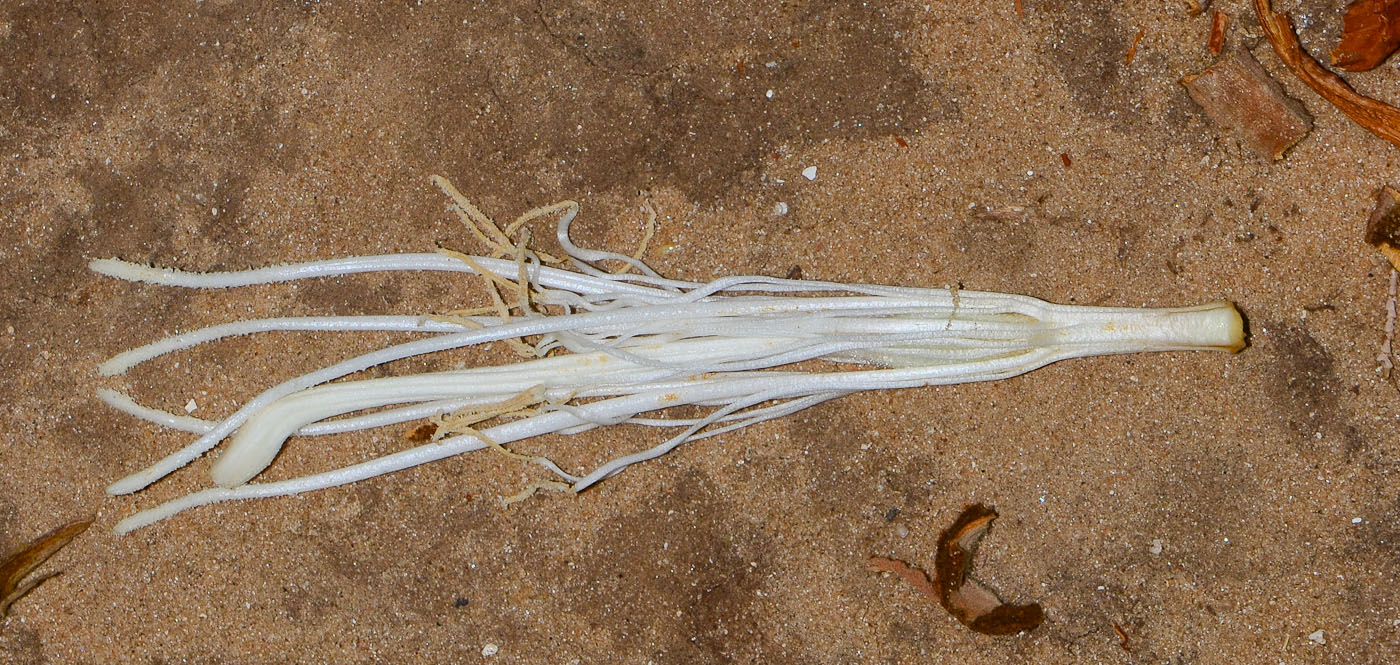 Image of Pterospermum acerifolium specimen.