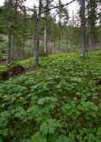 Trollius asiaticus. Цветущие растения в разреженном (\"парковом\") пихтовом лесу. Бурятия, Байкальский заповедник, средняя часть северного склона хр. Хамар-Дабан, берег притока р. Осиновка, окр. избы \"Чум\". 17.06.2014.