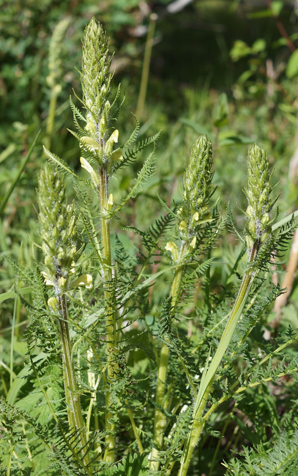 Image of Pedicularis dolichorrhiza specimen.