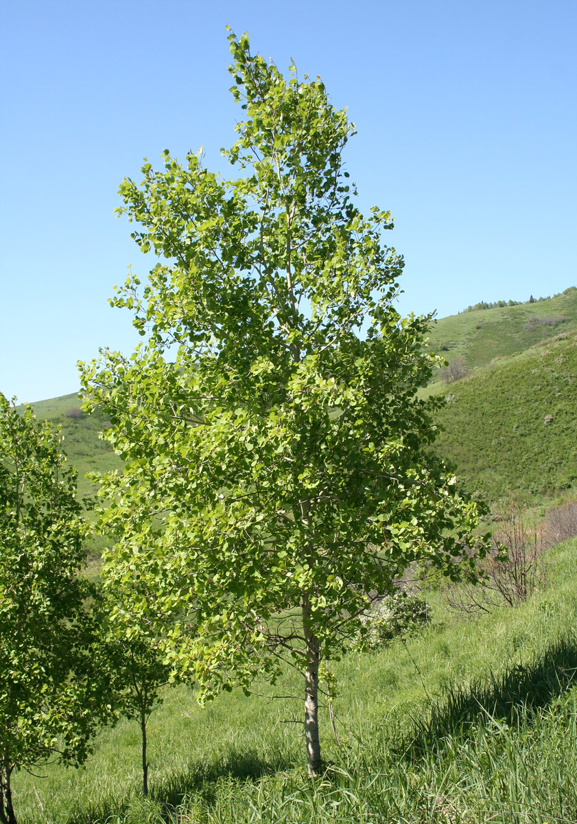 Image of Populus tremula specimen.