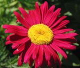 Image of taxon representative. Author is Тамара Риб