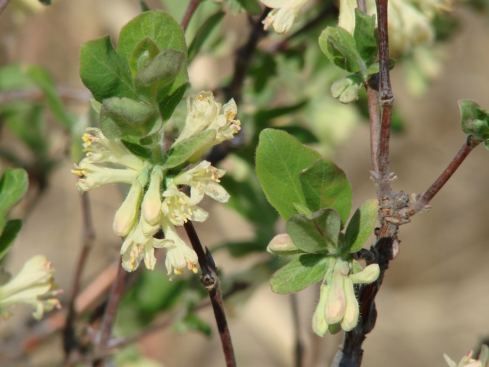 Image of Lonicera pallasii specimen.