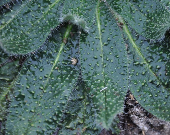 Image of Echium biebersteinii specimen.