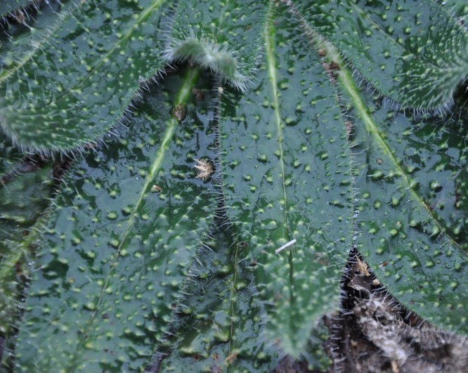 Изображение особи Echium biebersteinii.