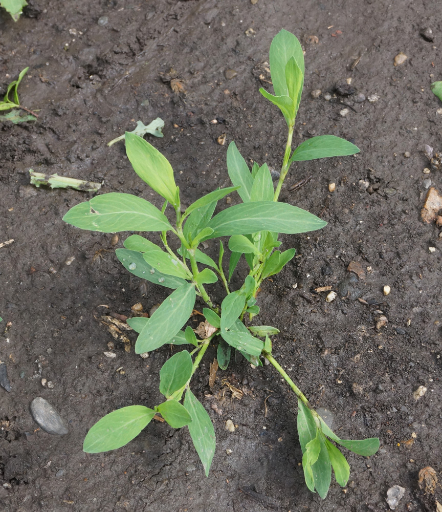 Image of Polygonum arenastrum specimen.