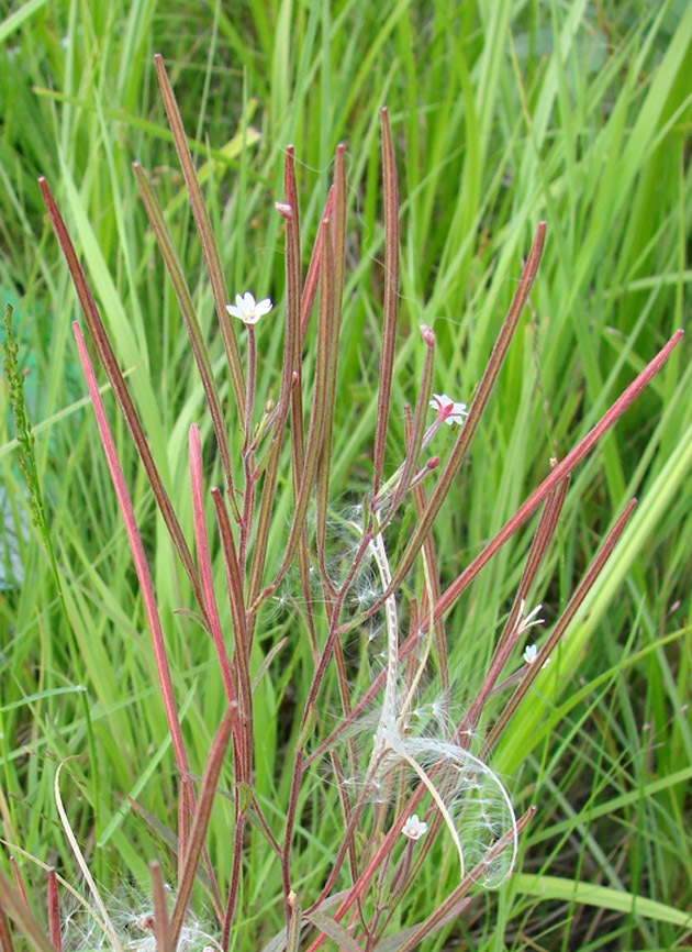 Изображение особи Epilobium palustre.