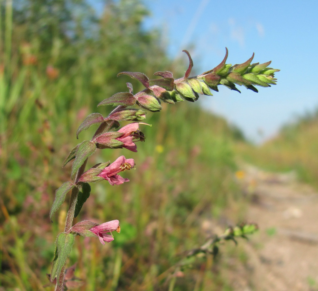 Изображение особи Odontites vulgaris.