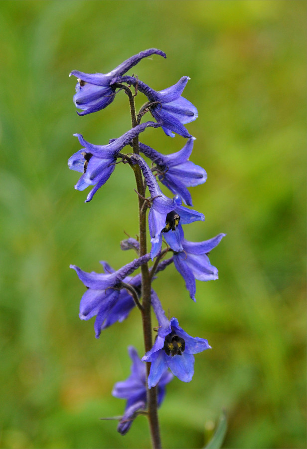 Изображение особи Delphinium elatum.