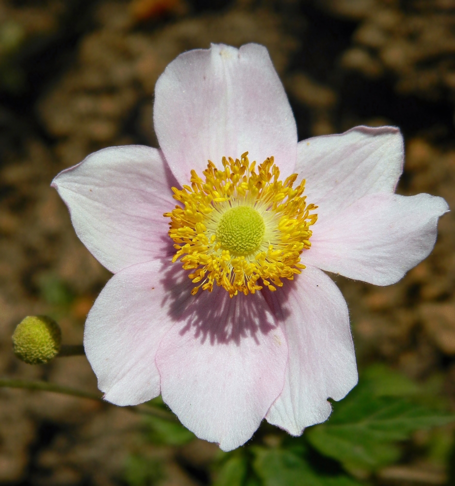 Изображение особи Anemone hupehensis.