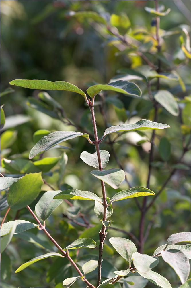 Image of Lonicera baltica specimen.