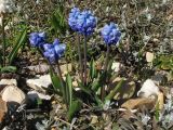 Pseudomuscari azureum