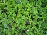 Fragaria viridis. Цветущие растения. Белгородская обл., Губкинский р-н, запов. «Белогорье», Ямская степь. 13 июня 2009 г.