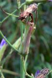 Lactuca tatarica. Нераспустившееся соцветие. Челябинская обл., окр. г. Челябинск, Золотая горка, обочина дороги в берёзовом лесу. 21.08.2015.