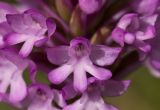 Anacamptis pyramidalis