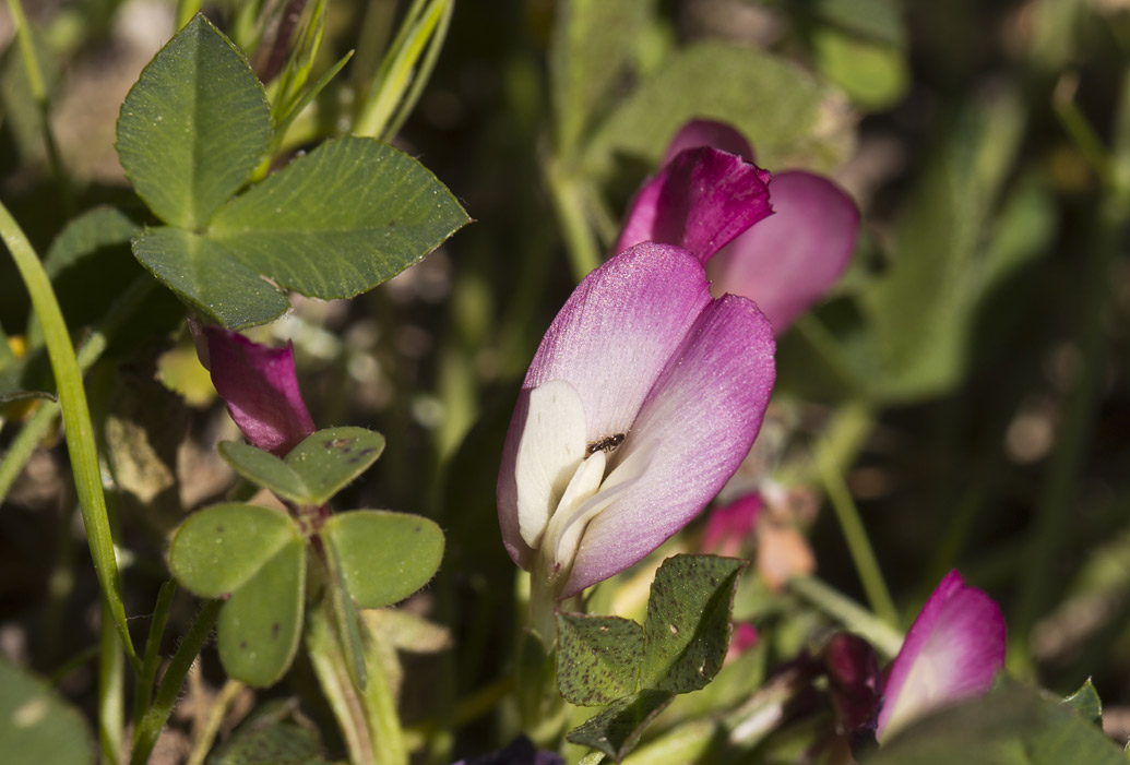 Изображение особи Trifolium uniflorum.