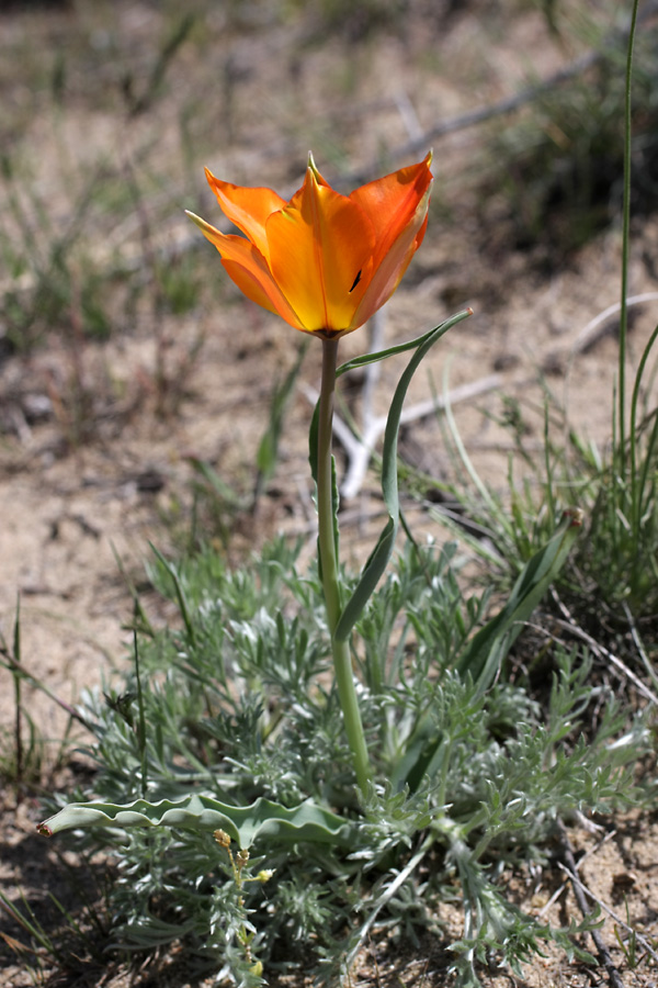 Изображение особи Tulipa lehmanniana.