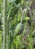 Papaver laevigatum